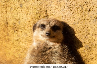 633 Meerkat back Images, Stock Photos & Vectors | Shutterstock