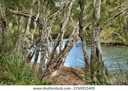 Slender, light‑barked trees lean toward a calm blue‑green river, their trunks marked with patches of lichen and moss. Dense grasses and shrubs line the bank while more trees rise on the opposite side, creating a peaceful, lush riparian scene.