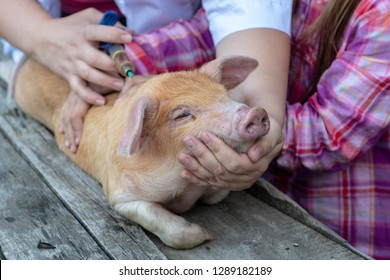 Slender woman, veterinarian in white coat, makes a vaccine injection from swine fever for young red pig. A young girl watches and learns to work doctor.