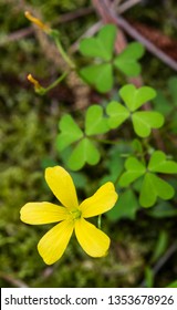 Slender Yellow Oxalis, Oxalis Dillenii Growing Near A Stream On A Slope In Bogue Chitto State Park, Washington Parish, Louisiana.