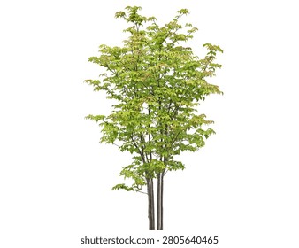 A slender young deciduous tree with lush green foliage and multiple thin trunks 