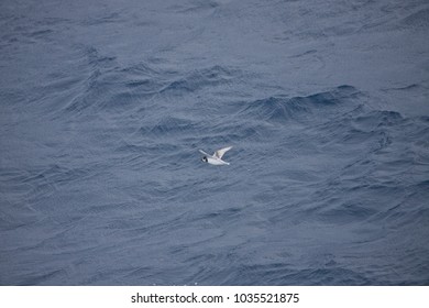 Slender-billed Prion, Drake Passage