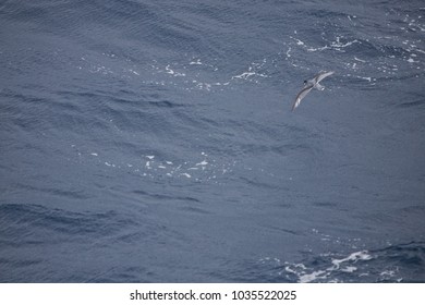 Slender-billed Prion, Drake Passage