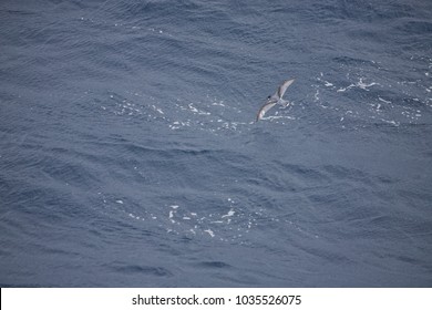 Slender-billed Prion, Drake Passage