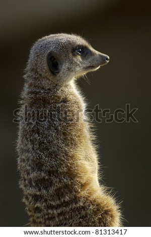 Similar – vigilant (Suricata suricatta N°2)