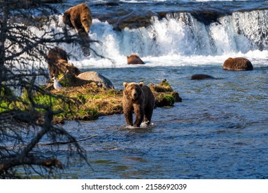 A sleuth of brown grizzlies in the Brooks River in Katmai National Park, Alaska