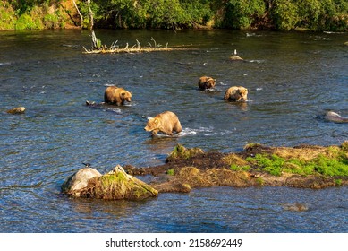 A sleuth of brown grizzlies in the Brooks River in Katmai National Park, Alaska