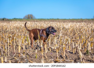 sleuth dog walking through a empty field on a sunny day