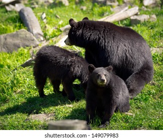 A sleuth, or group, of three American black bears (Ursus americanus), a mother bear and two of her cubs, sit in a rocky field.