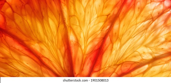 Slice Of Citrus Fruit With Backlit, Abstract Macro Photography Sicilian Blood Orange Fruit Close Up Background