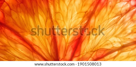 Slice of citrus fruit with backlit, abstract macro photography sicilian blood orange fruit close up background