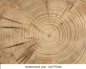 Slice From A Fir Tree