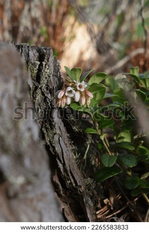 Slice of forest, lingonberry flowers next to treestump