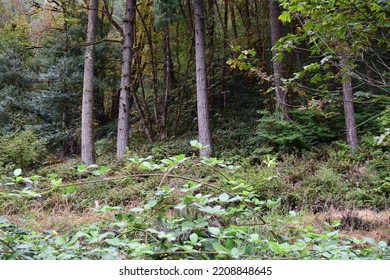 A Slice Of Northwest USA Forest With All Its Trees Vines And The Like.