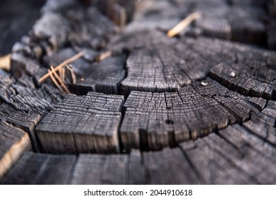 Slice Of Old Burnt Wood, Texture, Horizontal