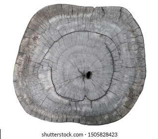 A Slice Of Old Wood Of Cut Tree. Dendrochronology Clipping Path Isolated.