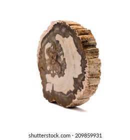 A slice of petrified wood found in Madagascar. Isolated on a white background.