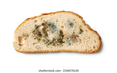 Slice of spoiled bread isolated on a white background. Wheat bread piece with various kinds of mold cutout. Moldy fungus on rotten bread close-up. Biodegradable food waste concept. Top view.