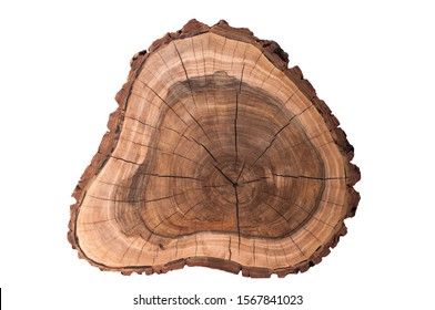 A Slice Of A Tree On A White Background. Walnut