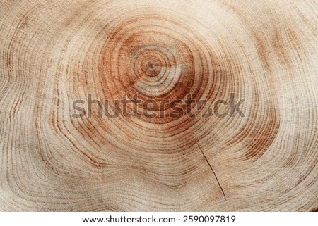 Slice of wood timber with juniper tree rings as natural geometric pattern, abstract nature background. Natural wooden organic textures and shapes, monochrome brown beige gradient color, earthy tones