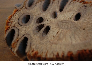 Sliced Banksia Seed Pod Head