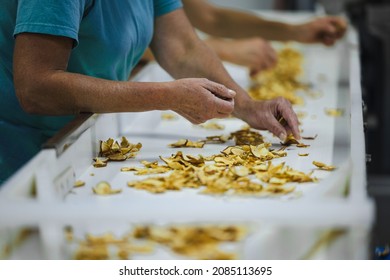 Sliced And Dried Apples On A Conveyor Belt In Food Processing Facility. Healthy Fruits, Food Production And Automated Food Industry Concept.