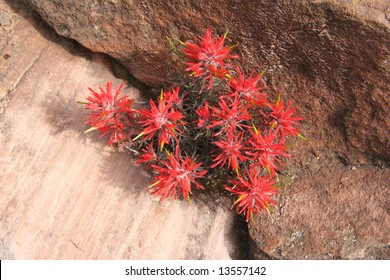 Slickrock paintbrush flowers growing between rock rift in Zion National Park. Utah. USA
