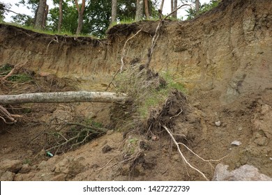 Slide Soil Erosion, Row of Trees Exposed to Seaside Cliff Face Erosion with Crumbling Earth and Dirt, Climate Change Sea Levels, Uprooted Trees Lying on Sand Cause by Coastal Erosion, Landslide