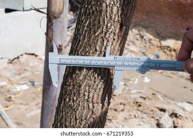 tree caliper