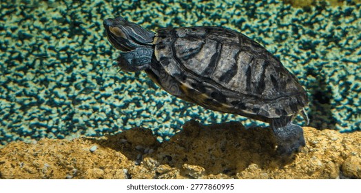 Close‑up of a red‑eared slider turtle (Trachemys scripta elegans) underwater resting on a textured rocky surface. The dark patterned shell with visible ridges and markings is highlighted by rippling light reflections, showcasing reptile anatomy and natural detail. Perfect for concepts of freshwater reptiles, aquarium life, and conservation.