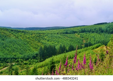 Slieve Bloom Mountains, Ireland