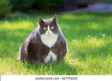 Slight Obese, Or Fat, Pussy Cat Outside In The Sunny Garden With Fresh Green Grass In Spring In The Netherlands