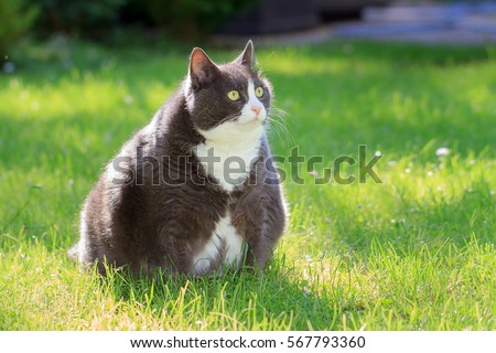 veľký tuk pussieteplý sex orgie