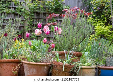 Slightly neglected, overgrown, secluded, messy suburban garden with plant pots, tulips, shrubs, flowers and greenery. Photographed in Pinner, northwest London UK.