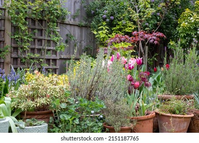 Slightly neglected, overgrown, secluded, messy suburban garden with plant pots, tulips, shrubs, flowers and greenery. Photographed in Pinner, northwest London UK.