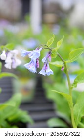 Slightly Overexposed Photo Of Purple Bell Flower Blooming On Stem