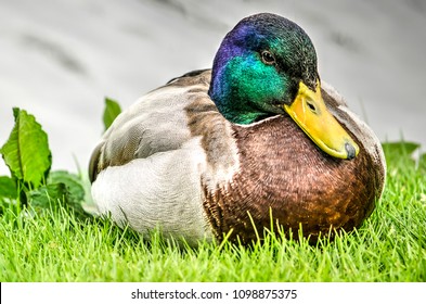 Slightly Overweight Male Duck Taking  A Rest In The Grass By The Side Of A Pond