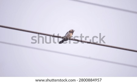 Slightly soft focus distant view of a small sparrow bird or scaly-breasted munia perched alone on a power line against a bright overcast sky