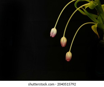 Slightly Underexposed Photo Of Wilting Tulip Buds. 