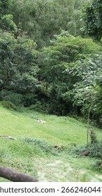 Slightly wider angle of the same green slope.