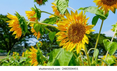 Slightly wilted sunflowers on a hot afternoon - Powered by Shutterstock
