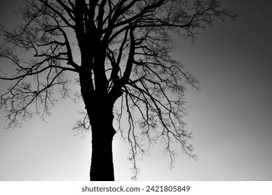 Slihouette of a tree, isolated, Black and white