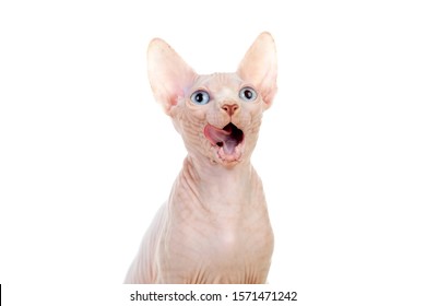 Slim Cat Without Hair 