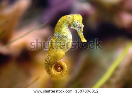 Slim seahorse in the aquarium (Hippocampus reidi), also known as long-snouted seahorse. Wild animal