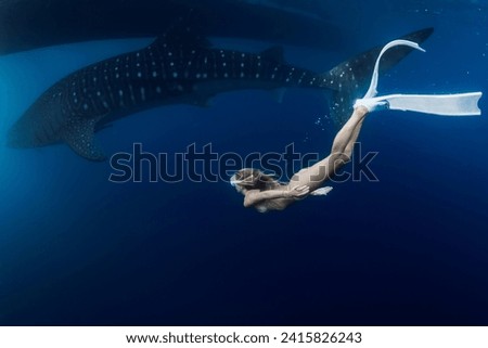 Slim woman swims with whale shark in blue ocean. Shark swimming underwater and beautiful lady diver