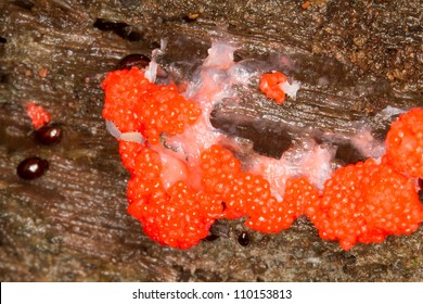 Slime Mold