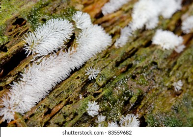 Slime Mold On Dead Wood