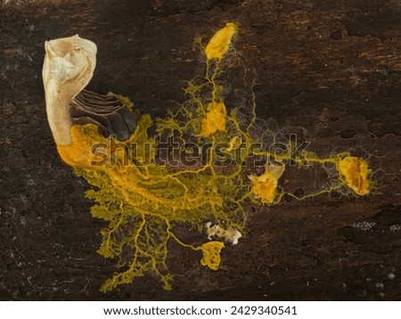 slime mold plasmodium (Badhamia utricularis) networked to feed on rolled oats and a piece of mushroom