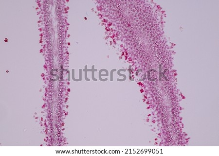 Slime molds, as a group, are polyphyletic under the microscope for education.
