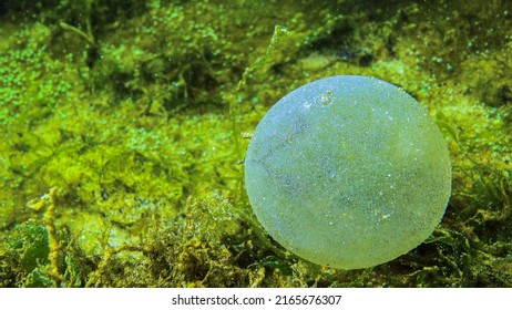 A Slimy Ball With Eggs Of The Polychaete Sea Worm